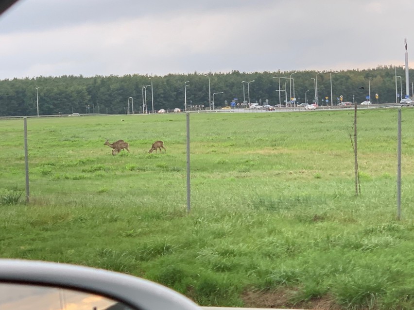 Sarny pasły się tuż obok obwodnicy Wrocławia