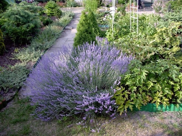Lawenda nie tylko znakomicie ubarwi nasz ogród, ale i napełni go wyjątkowym aromatem.