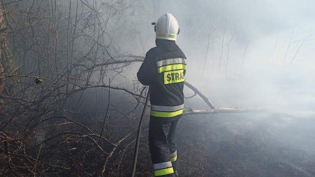 W piątek, 25 marca we Włoszczowicach strażacy interweniowali przy pożarze poszycia leśnego aż dwukrotnie