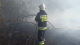 Płoną trawy i lasy w powiecie pińczowskim. W weekend strażacy gasili je blisko 40 razy