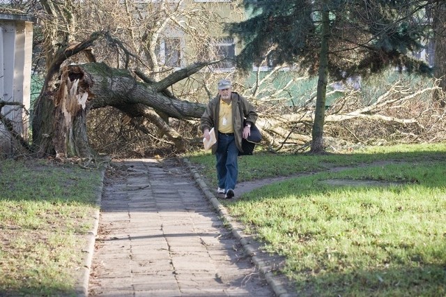 W Słupsku również trwa usuwanie skutkó wichury - powalone drzewo przy ul. Królowej Jadwigi.