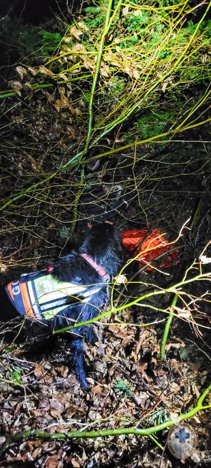 Nocna akcja Grupy Bieszczadzkiej GOPR. Pies-ratownik odnalazł zaginionego mężczyznę. Pijany spał pod drzewem [ZDJĘCIA]