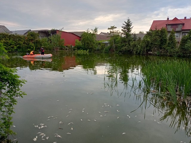 100 kilogramów martwych ryb w stawie w miejscowości Przecławka w gminie Michałów.