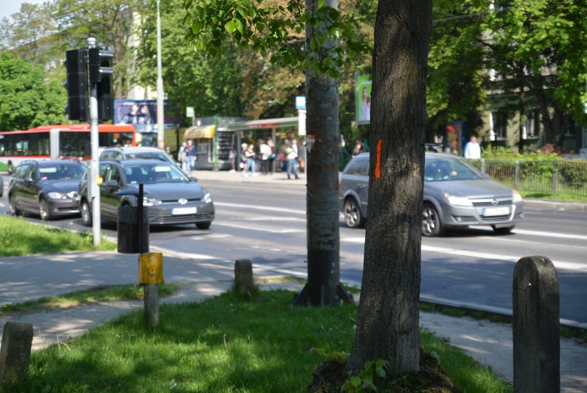 Wycięte mają być także drzewa, rosnące na wysokości skrętu z...