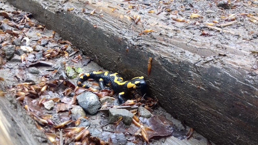Salamandra plamista. Droga z Poręby na Suchą Polanę