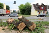 Zrobiło się łyso i smutno. Mieszkańcy Zamościa stanęli w obronie wycinanych drzew 