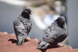 Gołębie – uciążliwi sąsiedzi. Czy można usunąć gniazdo gołębi na balkonie?