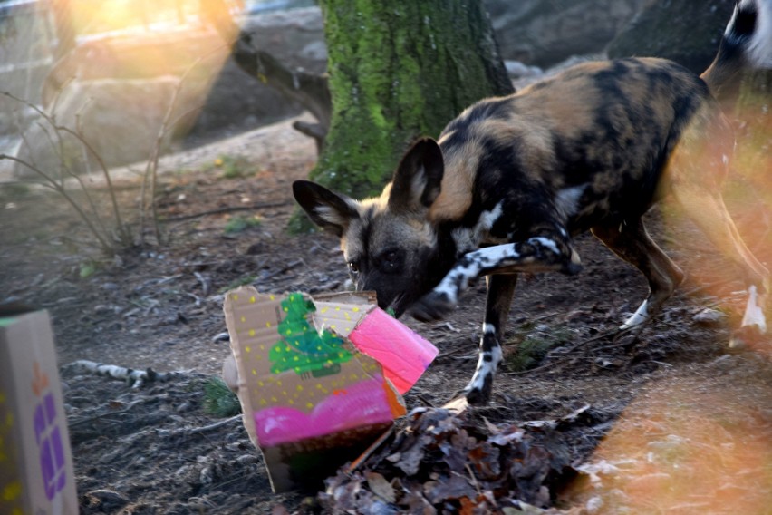 Gwiazdka we wrocławskim zoo. Zwierzęta dostały prezenty