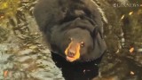 Na Florydzie w dwa dni odstrzelono prawie 300 niedźwiedzi (wideo)