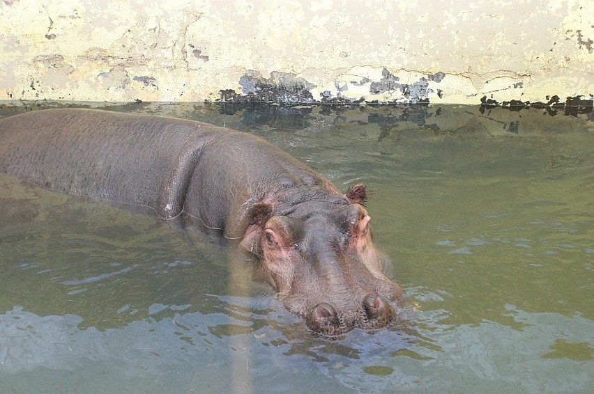 Łódzkie zoo sprzed lat. Kto pamięta takie zoo? Ze słoniami, nosorożcem i hipopotamem? ZDJĘCIA