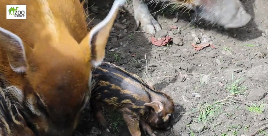 W chorzowskim zoo urodziły się cztery świnie rzeczne....