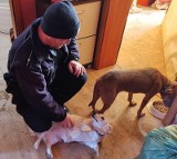 Mieszkanka Malborka podejrzana o znęcanie się nad zwierzętami. Dwa psy i szynszyla pozostawione na kilka dni bez jedzenia i picia