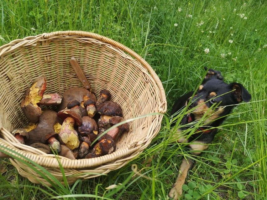 A oto zbiory pań Beaty i Tatiany w lasach koło Starachowic,...