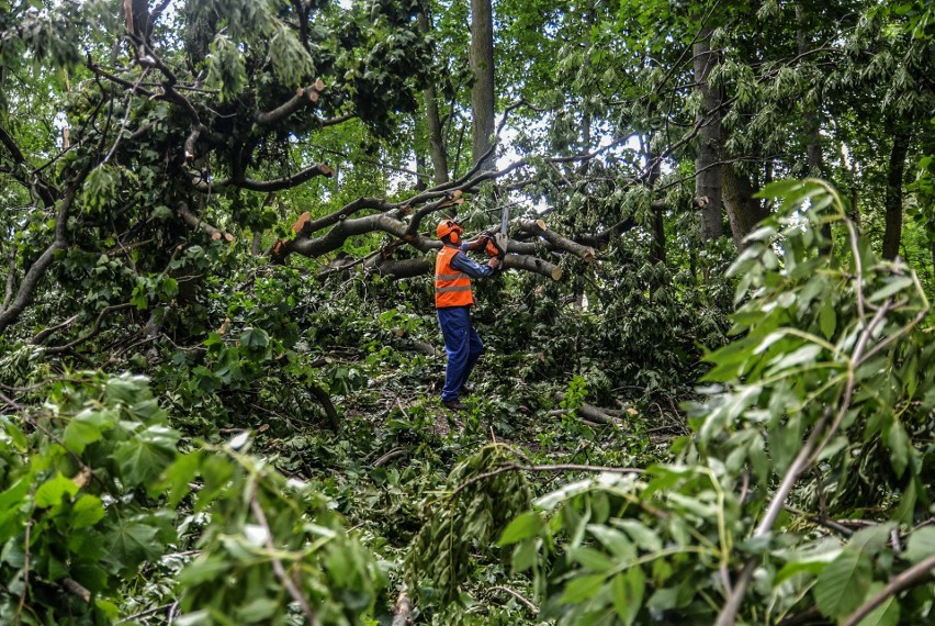 Usuwanie drzew po burzy w Ogrodzie Saskim