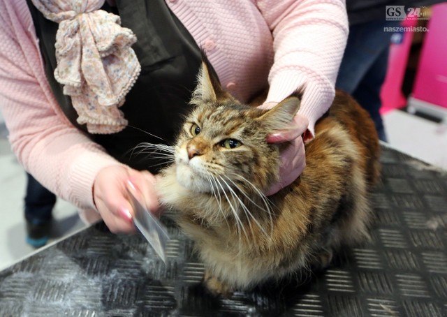 Na wystawie zaprezentowano prawie 400 przedstawicieli kocich ras. Można było podziwiać dobrze znane kocie odmiany, jak i te rzadko spotykane m.in.: koty Maine Coon, Ragdoll, Brytyjskie, Rosyjskie, Syberyjskie, Perskie, Neva Masquerade, Dewon Rex, Cornish Rex, Kot Burmilla i Amerykański Curl długowłosy. Hodowcy przyjechali nie tylko z różnych zakątków Polski, ale także z Czech, Niemiec, Danii, oraz Norwegii.Koty uczestniczące w wydarzeniu przeszły gruntowną ocenę sędziów z Włoch, Chorwacji, Rosji, Bułgarii i Polski. Omówiono ich budowę ciała, stan i wygląd futra, kształt i kolor oka, oraz jego prezencję i kondycję wystawową. Wszystko po to by wyróżnić te najpiękniejsze.Wystawa trwa do niedzieli do godziny 16. Na miejscu hodowcy i znawcy kotów chętnie dzielą się wskazówkami i swoją wiedzą na temat danej rasy np. o ich sposobie odżywiania, pielęgnacji, a także charakterze i kocich zwyczajach.