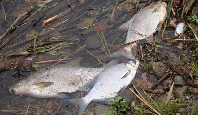 Przez kilka tygodni wędkarze, miłośnicy Warty wyławiali z rzeki martwe ryby.