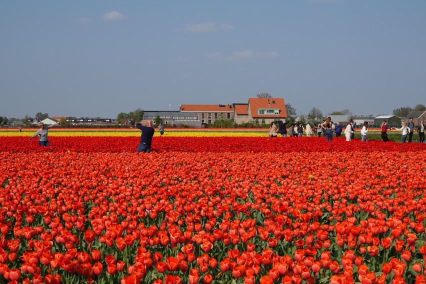 Holandia słynie z tulipanów. Naręcza kwiatów dostępne są...