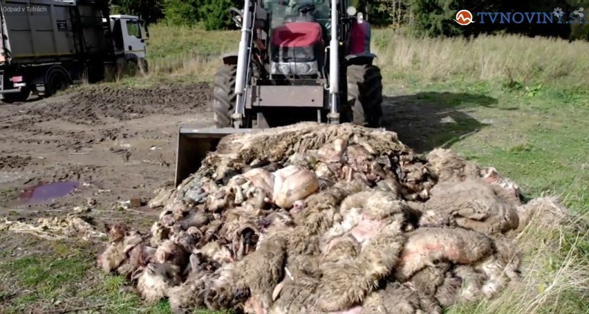 Słowacja. Czy to Polacy wyrzucili w Tatrach setki martwych owiec?