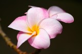 Plumeria – kwiat zakochanych. Czym charakteryzuje się plumeria