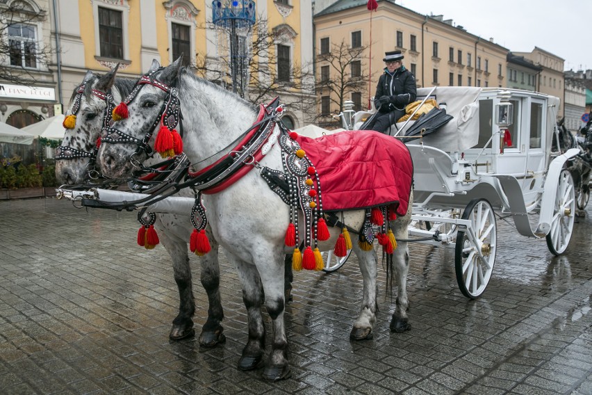 Kraków. Konie modnie odziane. Konie dorożkarskie zimą [ZDJĘCIA]