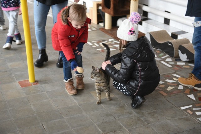 Dziś Schronisko Dla Zwierząt Toruń zorganizowało Dzień Kota. Towarzyszyła mu zbiórka karmy, zabawek, drapaków, kuwet i smaczków dla czworonogów.