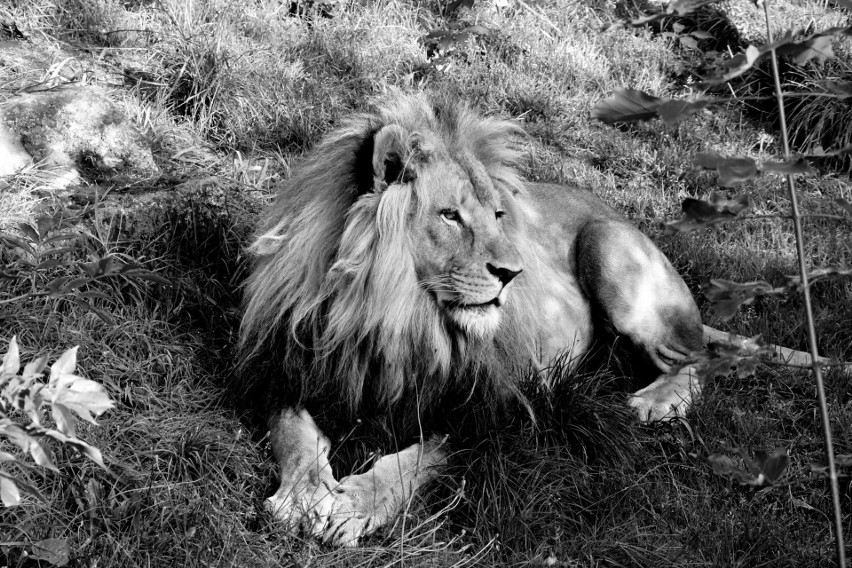 Zoo w Chorzowie poinformowało o śmierci 6-letniego lwa...
