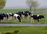Lanckorona. Mieszkańcy alarmują, że na polach tygodniami zalegają martwe krowy. Mogą stać się przyczyną epidemii. Drastyczne zdjęcia