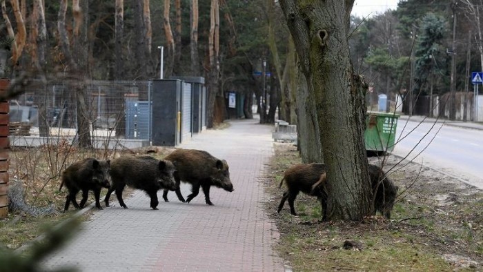 W Nowej Soli będzie odstrzał dzików. To ma skończyć problemy mieszkańców z tymi zwierzętami