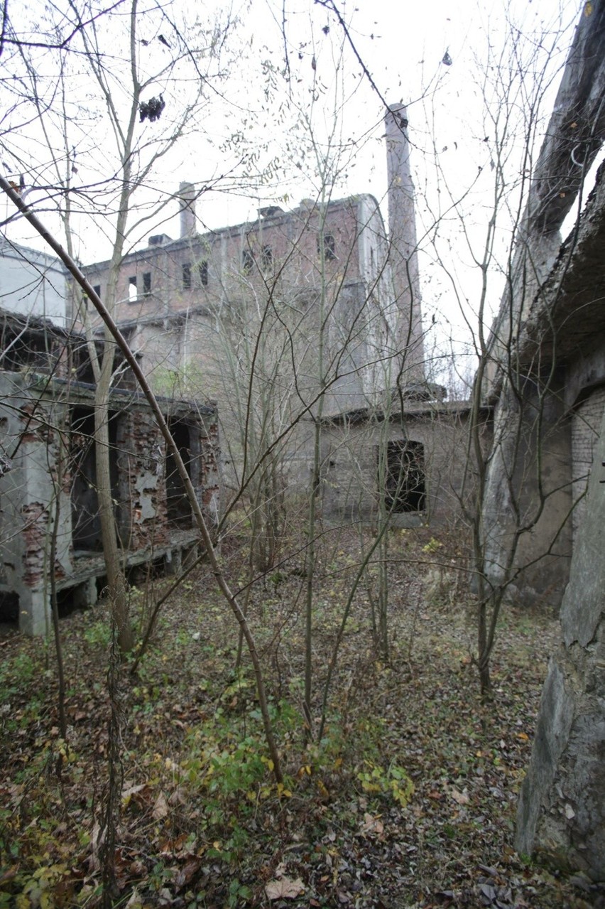 Malownicze ruiny cementowni w Grodźcu to ulubiony motyw...