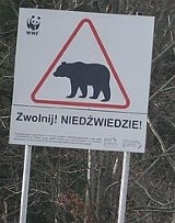 Uwaga na niedźwiedzie w Bieszczadach