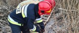 Co za akcja! Kazimierscy strażacy uratowali sarenkę, która wpadła do rowu. Nie mogła wydostać się o własnych siłach