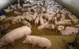 Afrykański pomór świń - w Łódzkiem brakuje weterynarzy w inspektoratach