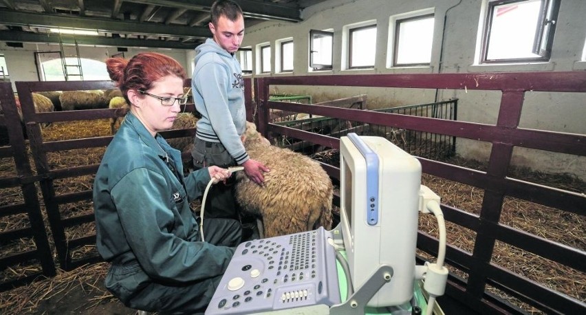 Badanie owcy przy użyciu ultrasonografu