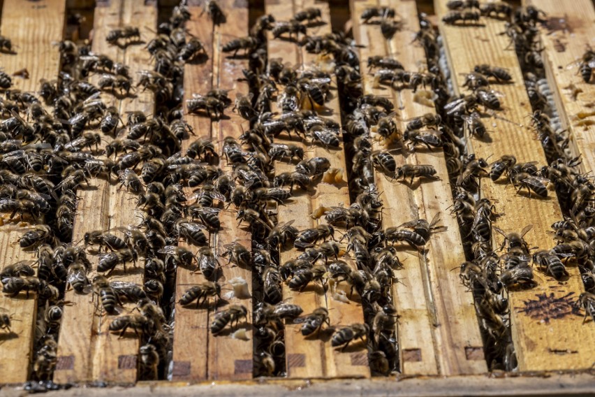 Jedna pszczela rodzina może liczyć nawet 80 tysięcy pszczół....