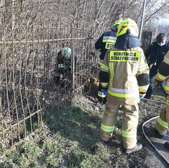 Strażacy z OSP Michałowice ratują sarnę, która utknęła...