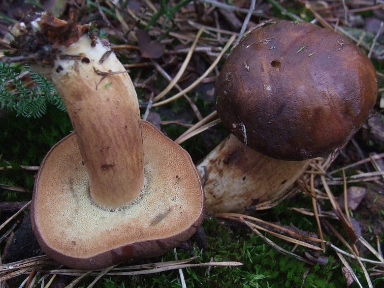 Podgrzybek brunatny (Imleria badia ) - jadalny...