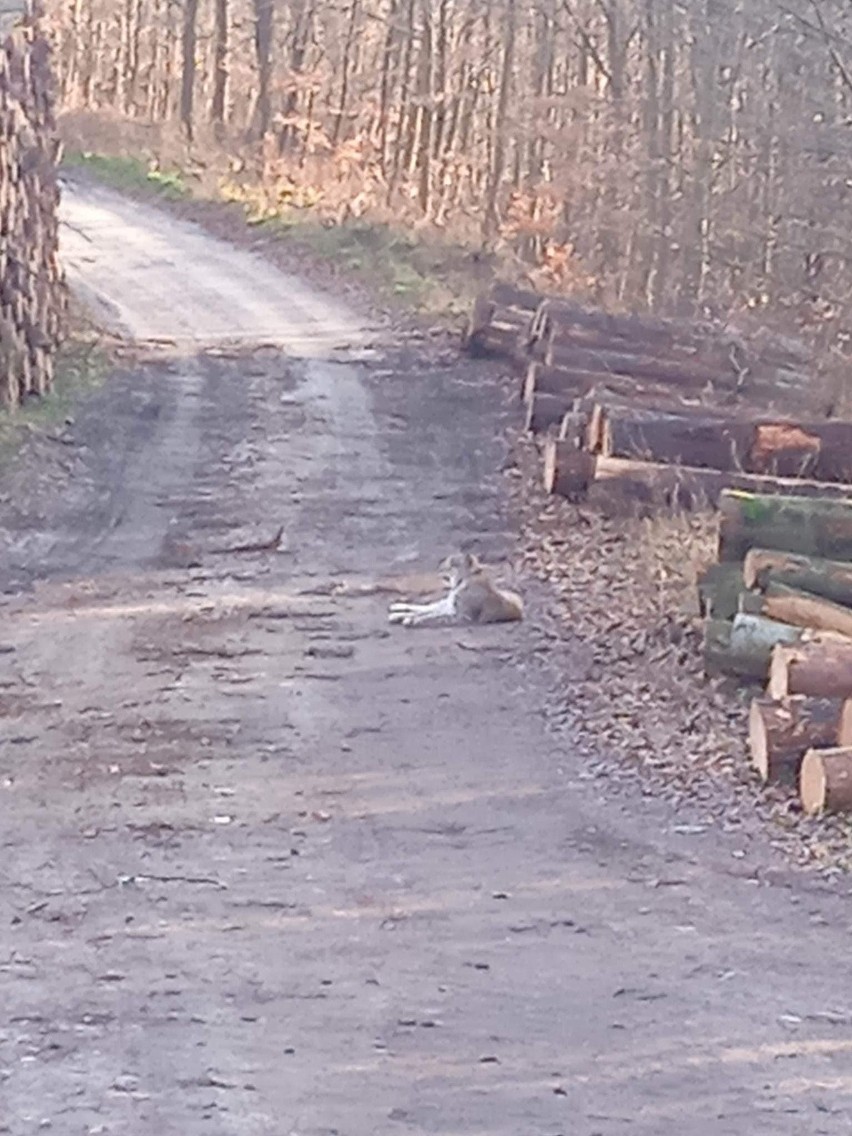 Ryś zadomowił się w Nadleśnictwie Świdwin