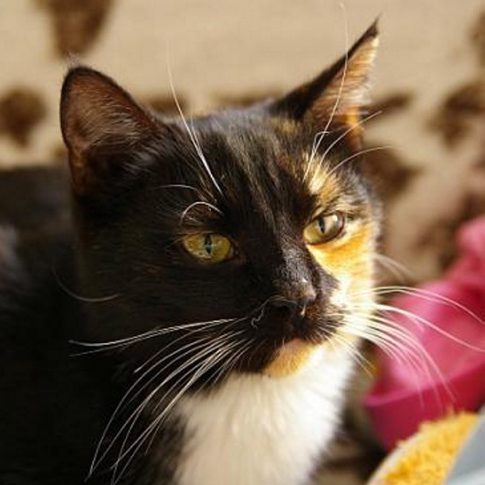 Znaleziono prześliczną kotkę tricolor