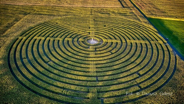 Olbrzymi labirynt w polu kukurydzy. Niezwykła atrakcja w sercu Dolnego Śląska