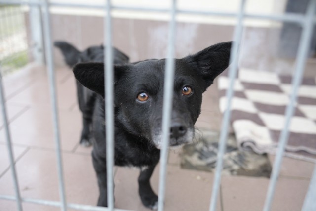 Rok temu po sylwestrze do opolskiego schroniska trafiło 12 spanikowanych psów, które uciekły, wystraszone odgłosem fajerwerków.