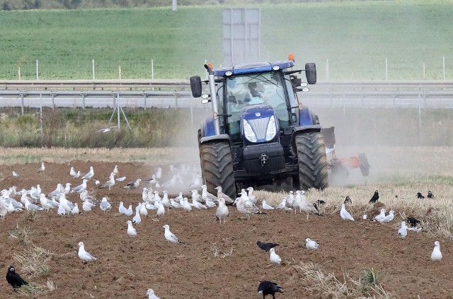 Rolnicy skarżą się na wysokie ceny nawozów sztucznych, co ich zdaniem przełoży się na podwyżki cen żywności.