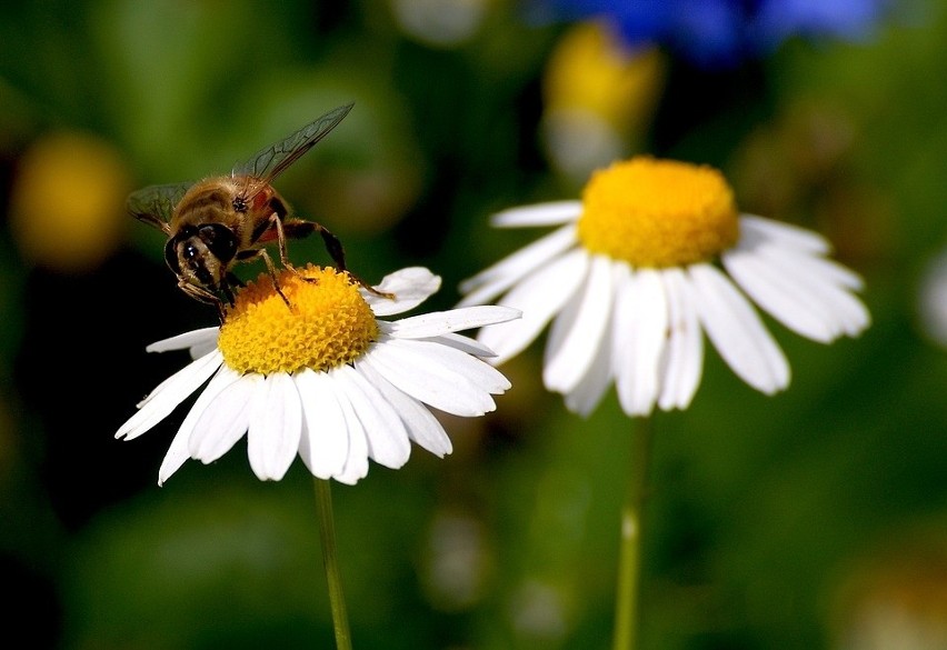 Powrót do Edenu, czyli słów kilka o ogrodzie ekologicznym