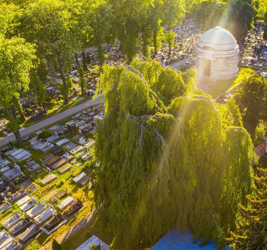 Smutni Bracia znajdują się na cmentarzu przy ul. Smutnej w...