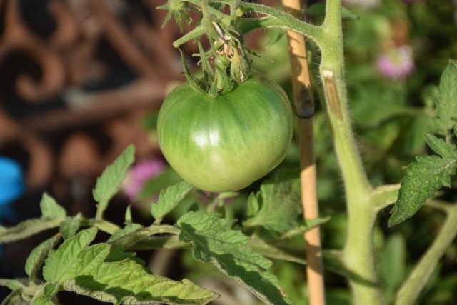 Niedojrzałe pomidory zawierają związki, które mogą powodować zatrucia. Jednak bywają wykorzystywane w kuchni.