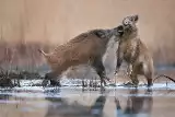 Niesamowite sceny w opolskich lasach. Te zwierzęta zostały "upolowane" przez fotografów