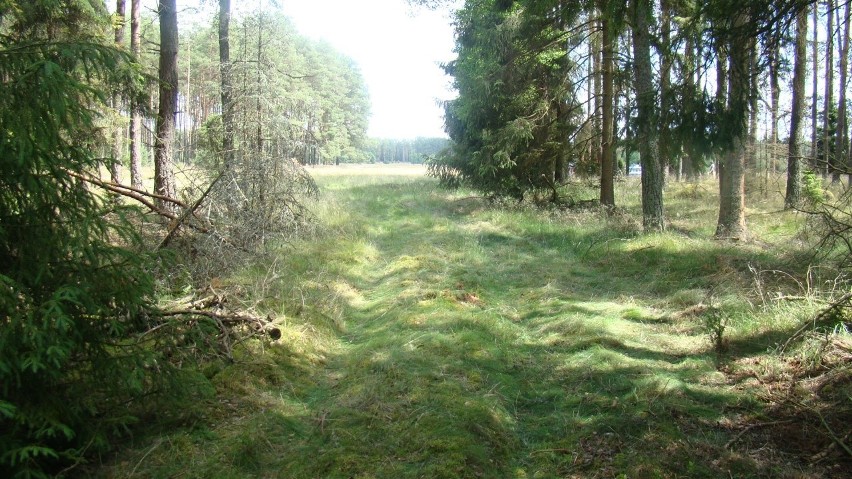 Wypadek paralotniarza w Borsku. Spadł na drzewa [ZDJĘCIA]