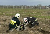 W Trzebiesławicach strażacy uratowali psa, który utknął w błocie