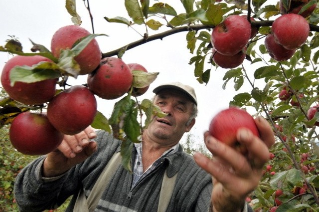 Wiesław Dziewieszonek doskonale radzi sobie ze zbiorem jabłek, a owocom nie można odmówić urody
