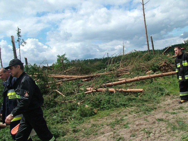 Drzewa w Borach Tucholskich powaliła wichura. Te, które rosły przy drodze, zniszczyły asfalt