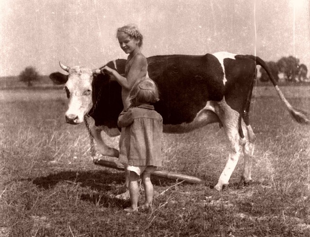 Taką wieś pamiętają najstarsi mieszkańcy naszego regionu, dla młodszych to już tylko historia.  Poniżej prezentujemy zdjęcia pokazujące głównie kujawsko-pomorską wieś, które w większości nadesłali nasi Czytelnicy. To oni od lat tworzą rubrykę “Wieś sprzed lat”. Są także zdjęcia udostępnione nam przez Wydawnictwo “Krukowiak”. Czekamy na kolejne zdjęcia (adres e-mailowy: lucyna.talaska@polskapress.pl) pokazujące kujawsko-pomorską wieś sprzed lat. Prosimy także o przesłanie krótkich opisów historii uwiecznionych na fotografiach lub numeru telefonu do osoby, która będzie mogła nam o tym opowiedzieć. Zdjęcie wykonane w roku 1952 w gospodarstwie mojego dziadka - Maksymiliana Heinicha - we wsi Mokre, w powiecie mogileńskim - napisała Grażyna Nowak